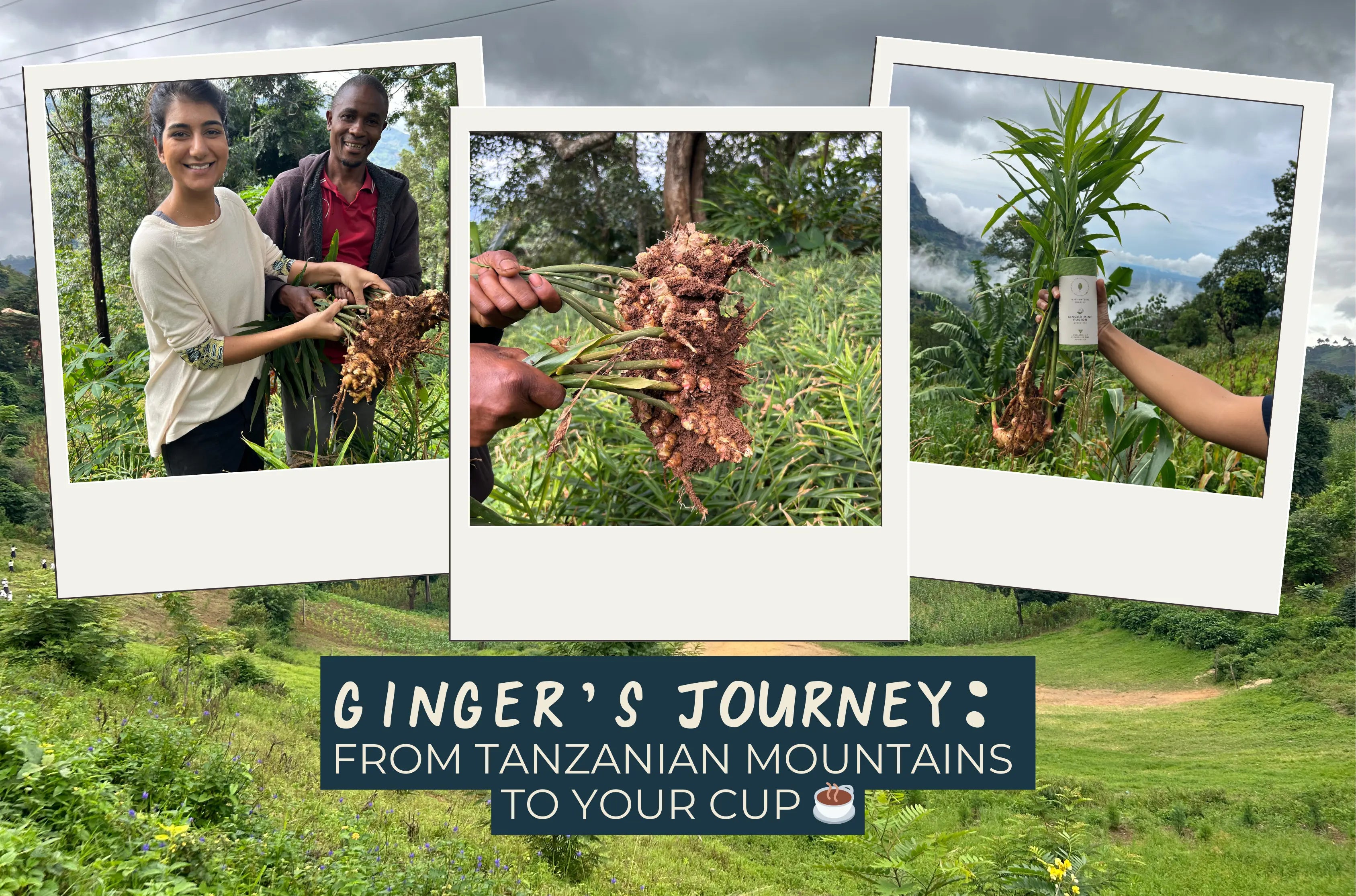 Ginger’s Journey: From Tanzanian Mountains to Your Cup