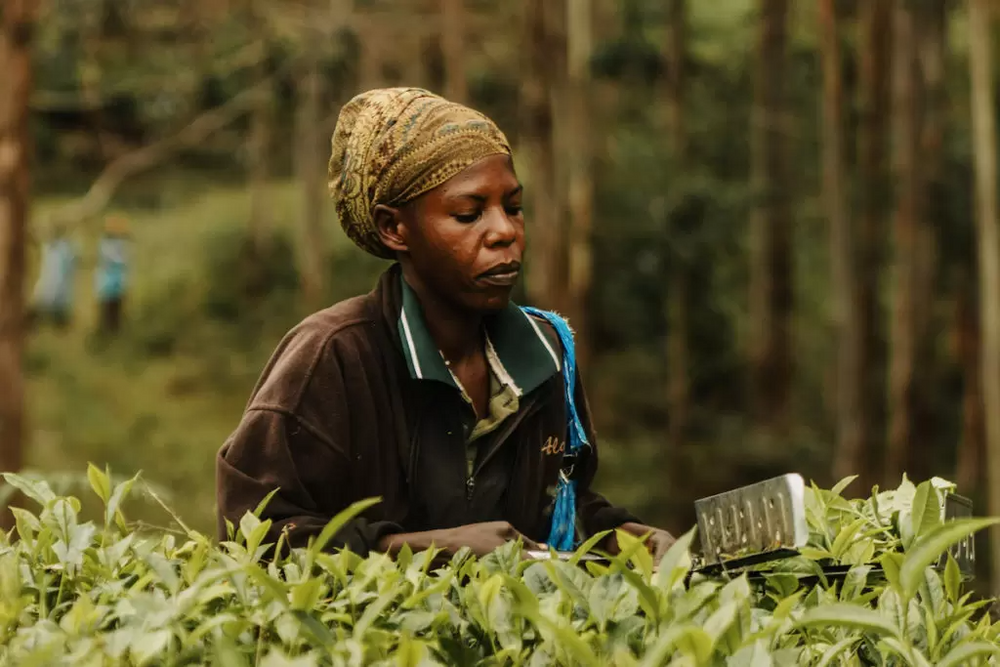 The Quest for Green Tea in Tanzania